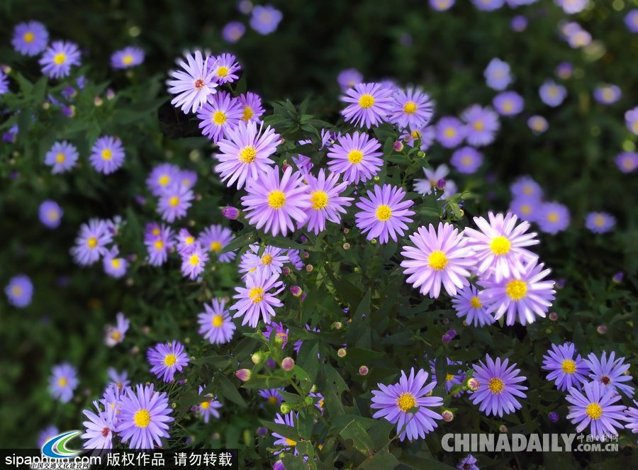 北京颐和园秋色美 小花烂漫惹人醉