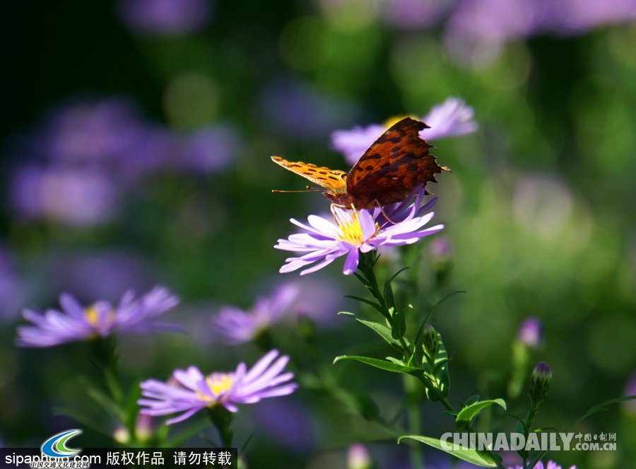 北京颐和园秋色美 小花烂漫惹人醉